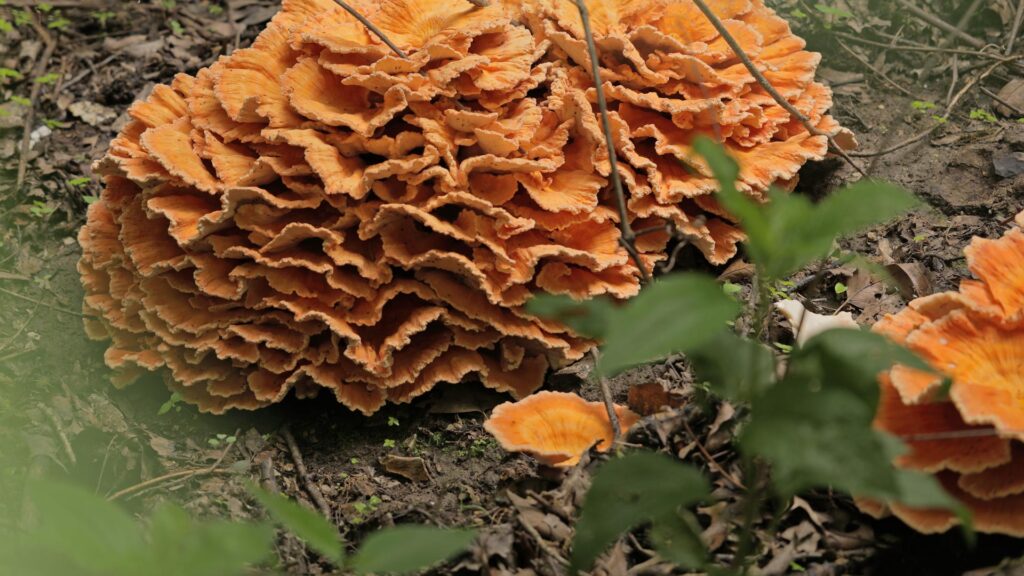 orange oyster-looking mushrooms in a forest