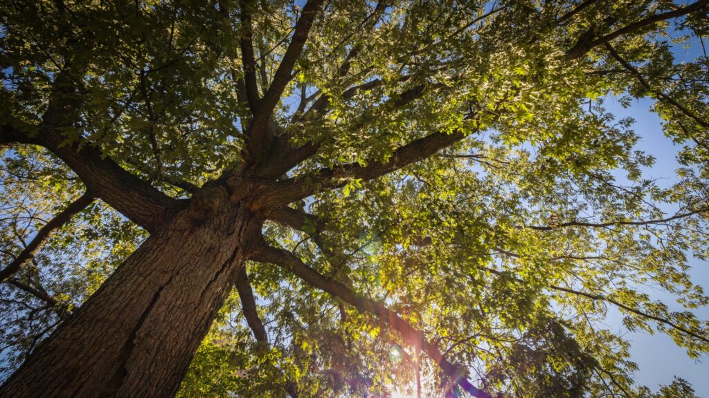 upward view of a southern red oak tree