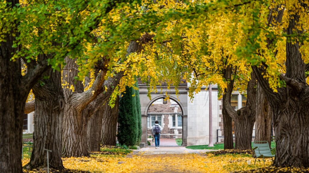 view of ginko pathway with yellow leaves fallen to the floor