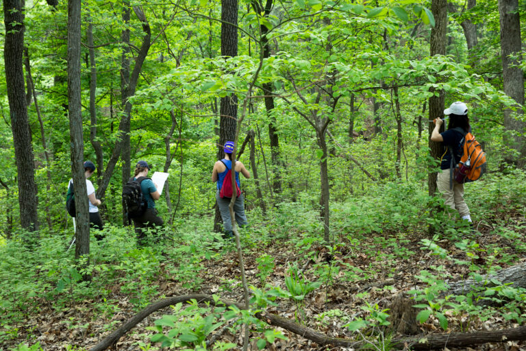 Roots of diversity: How underground fungi shape forests