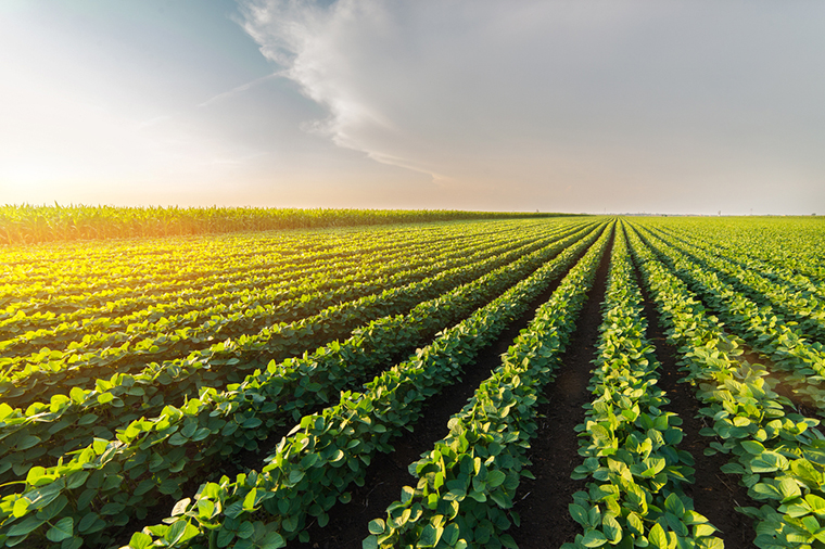 WashU Expert: How does dicamba drift?