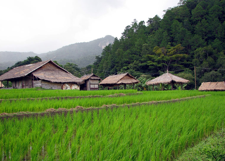 Weedy rice gets competitive boost from its wild neighbors