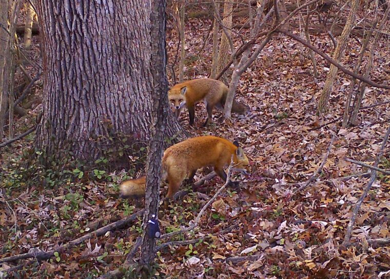 How gentrification impacts urban wildlife populations