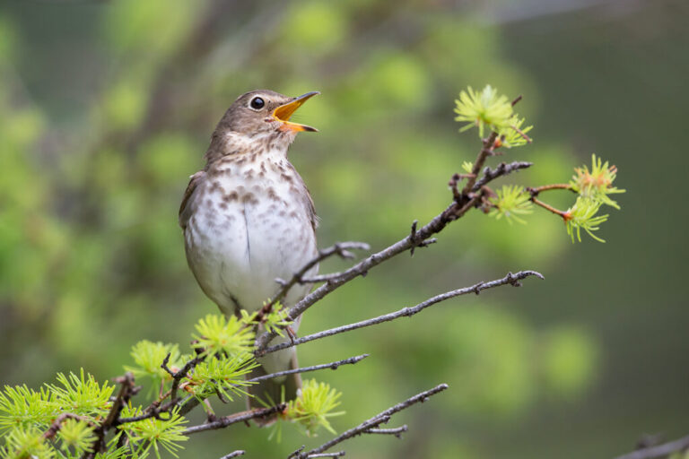 WashU works to protect migrating birds