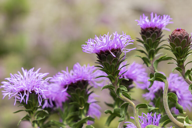 Climate change is super-charging St. Louis wildflowers