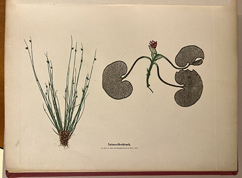 Drawings of plants from Capturing Nature exhibit