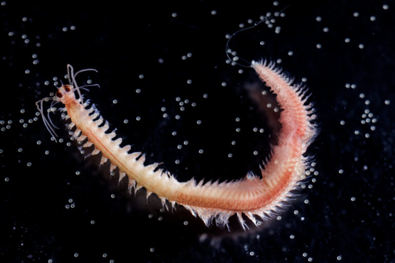 It’s a worm’s world: regeneration and regrowth in the Özpolat Lab