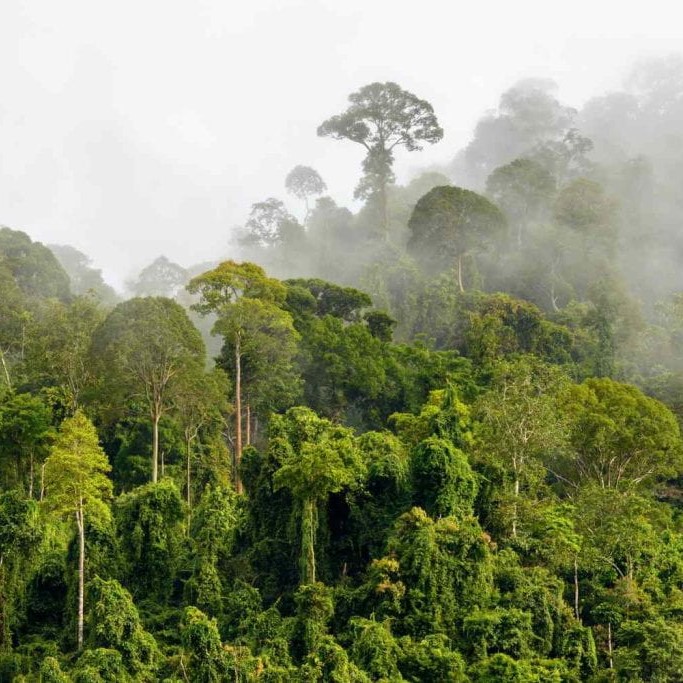 landscape of tropical forest