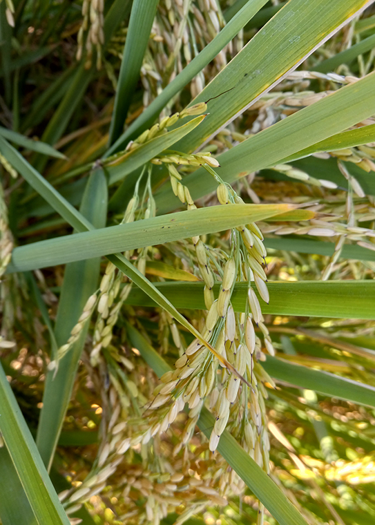 Across southeastern US, weedy rice steals herbicide resistance from crop rice