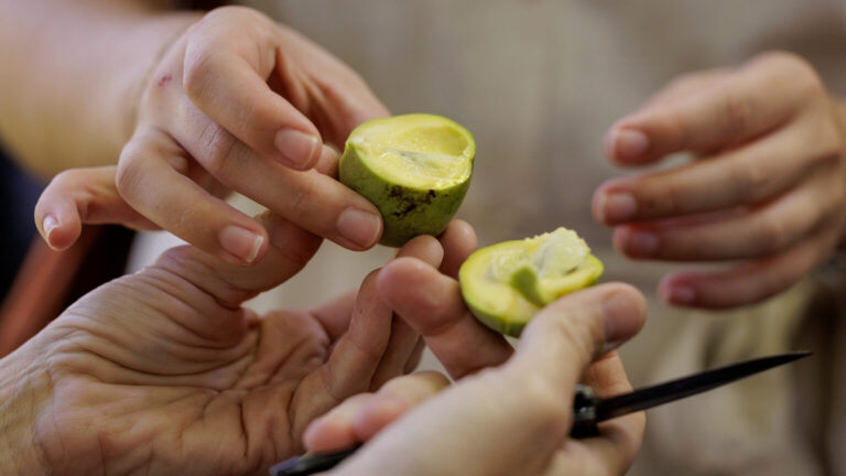 Nothin’ but pawpaws in the pawpaw patch