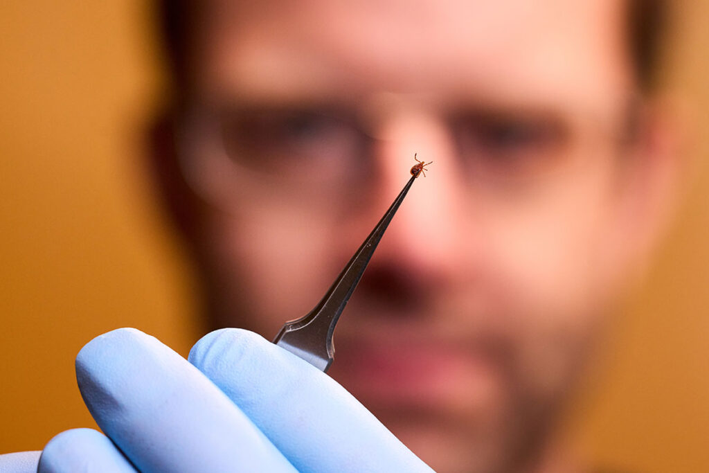 Extreme close-up of a tick held in tweezers