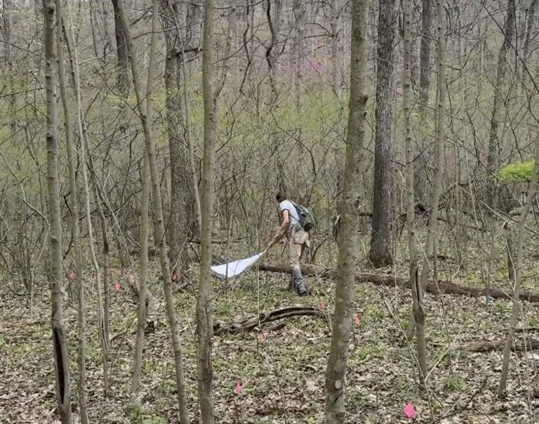 Meet the undergrad who discovered St. Louis County’s first longhorned tick