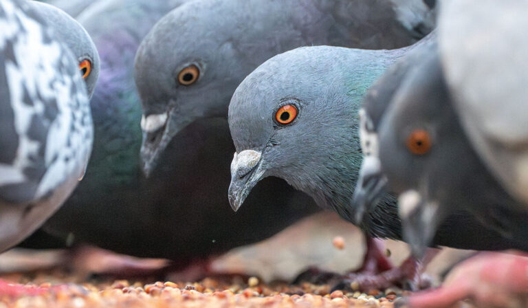 Pigeons of St. Louis: A new look at a cosmopolitan bird