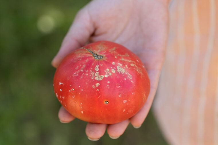 How harmful bacteria hijack crops