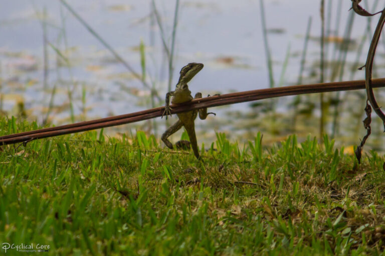 ‘Pirates’ of the Caribbean: The luck and pluck of three-legged lizards