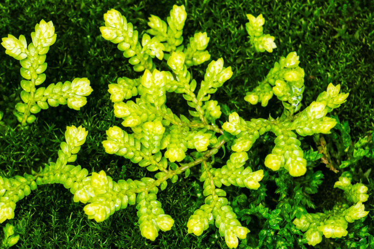 WashU Public Health launches research network to solve urgent health, environmental challenges