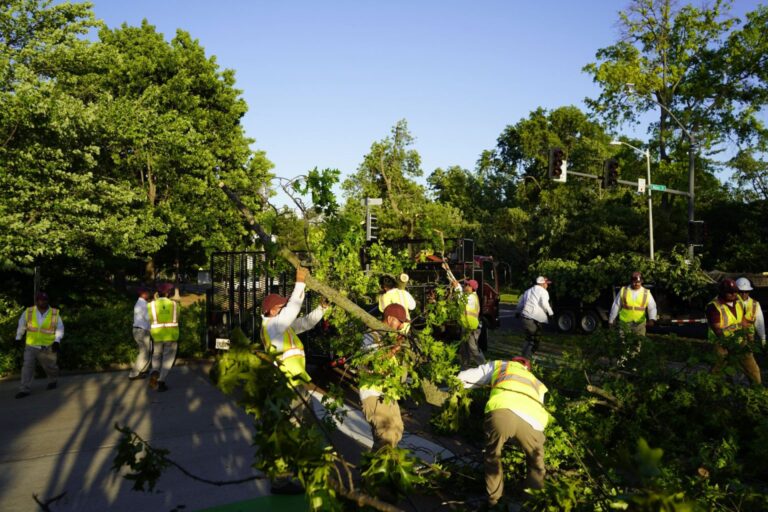 WashU Arboretum: A year after the tornado