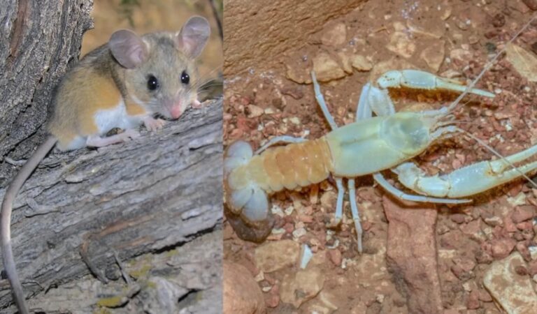 What mice and crayfish can teach us about evolution 