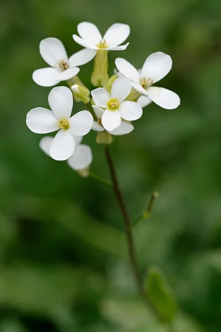 How do stressed-out plants decide when to flower?
