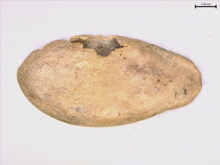 Waterlogged seeds reveal melons’ ancient journey